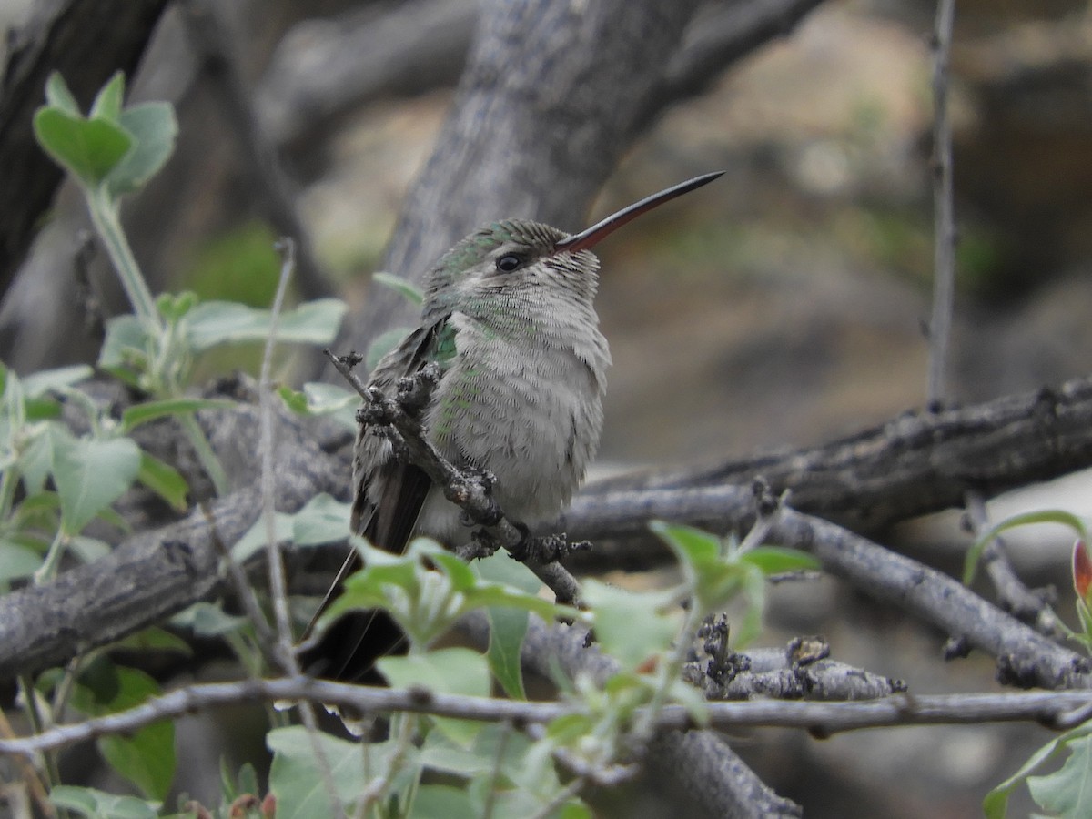 Broad-billed Hummingbird - Paul Suchanek