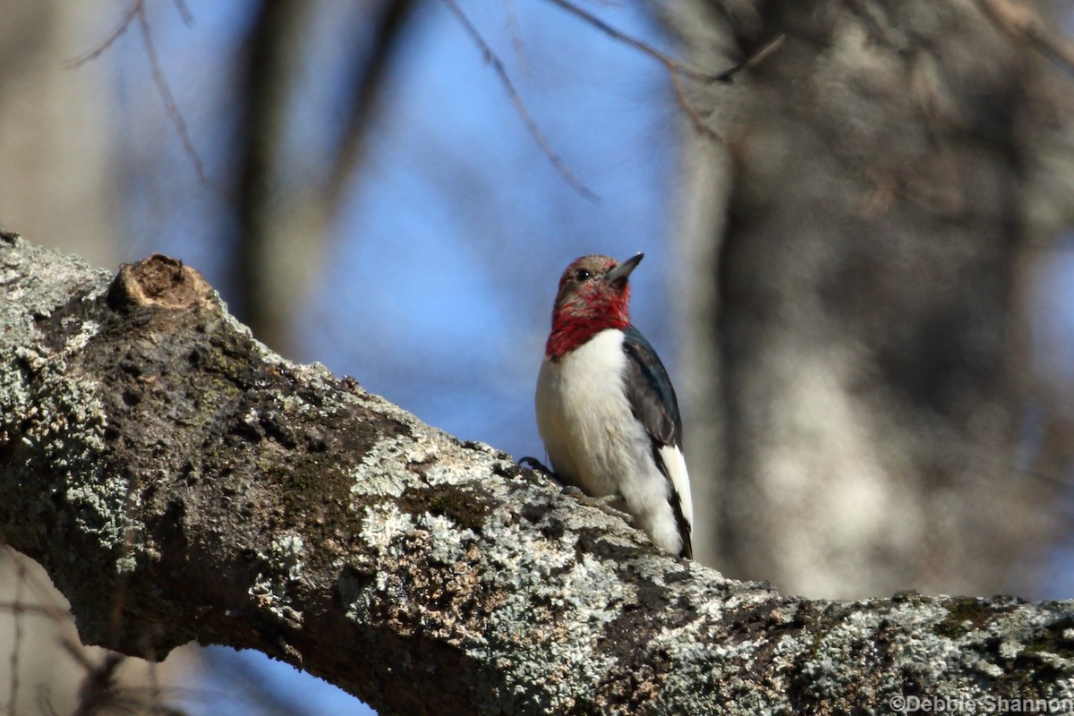 Red-headed Woodpecker - ML128094561