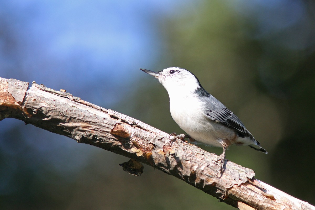 White-breasted Nuthatch - Larry Therrien