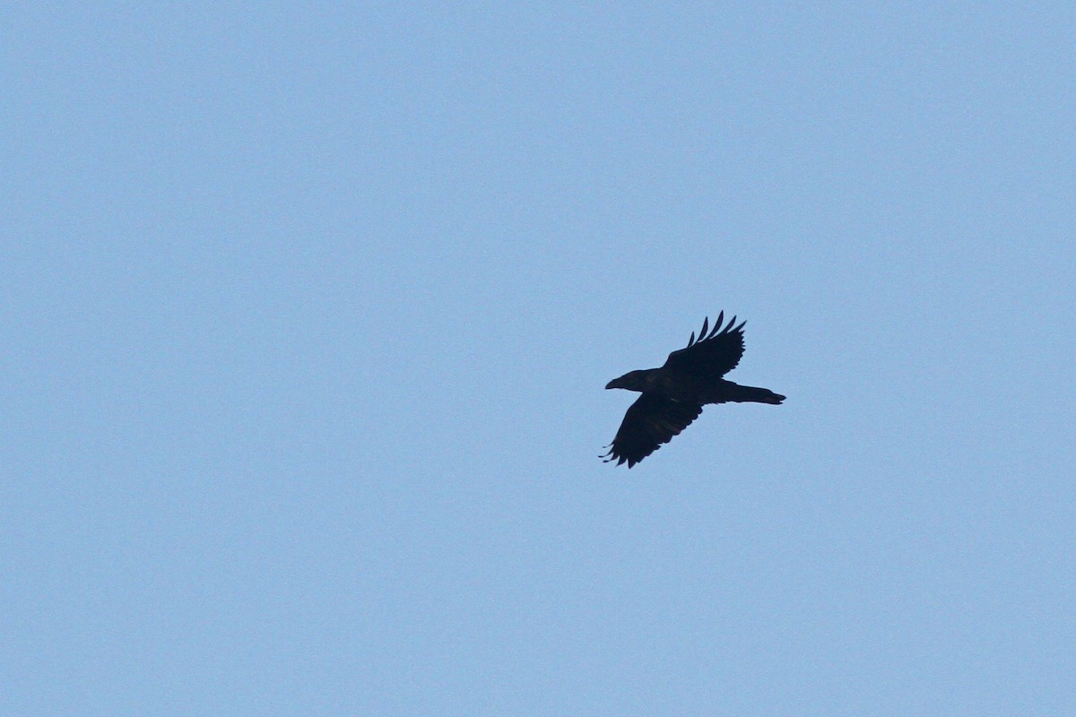 Common Raven - Larry Therrien