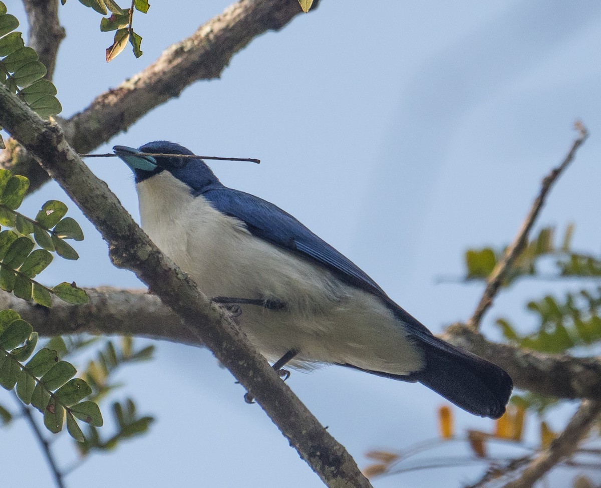 Madagascar Blue Vanga - James Moore (Maryland)