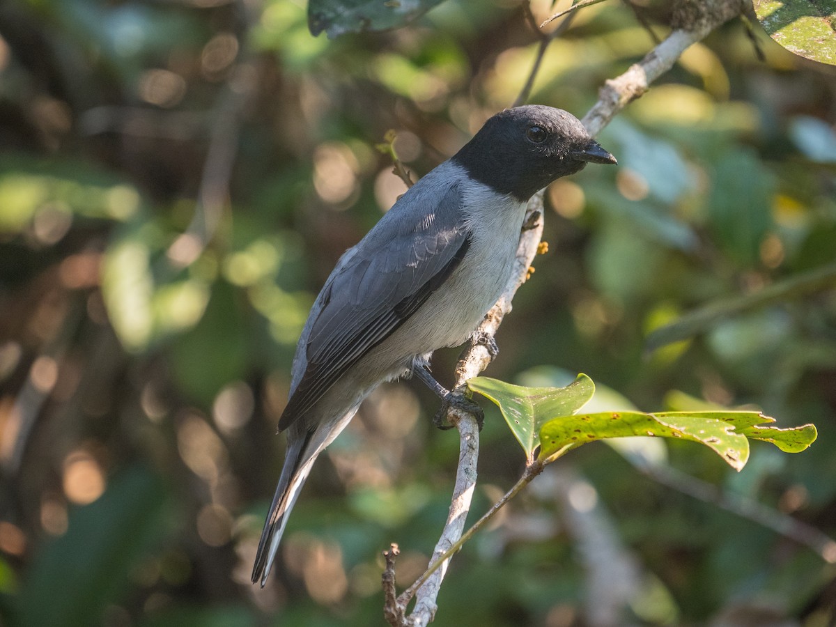 Madagascar Cuckooshrike - James Moore (Maryland)