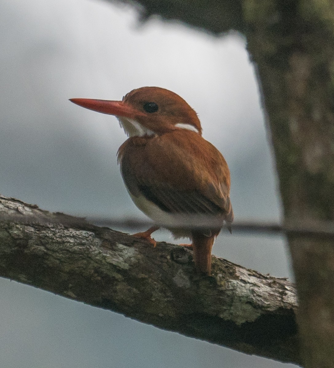 Madagascar Pygmy Kingfisher - ML128107901