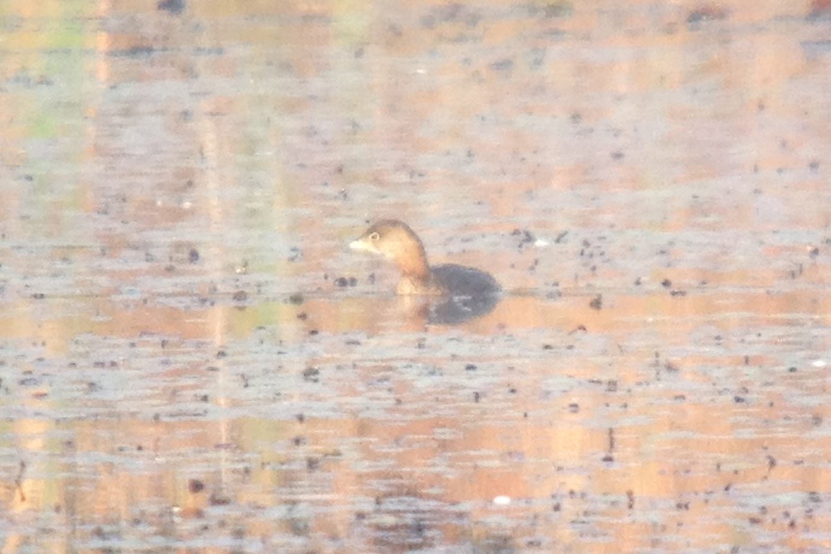 Pied-billed Grebe - Larry Therrien