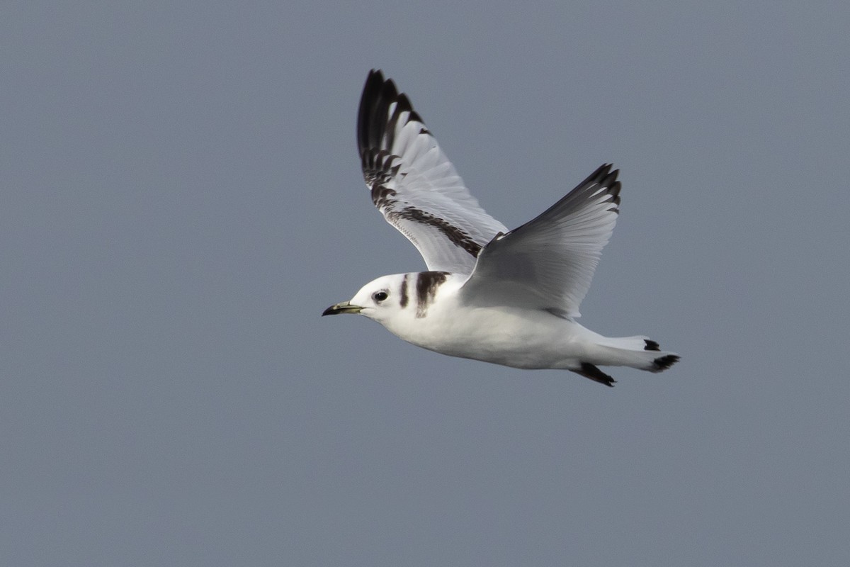 Mouette tridactyle - ML128110011