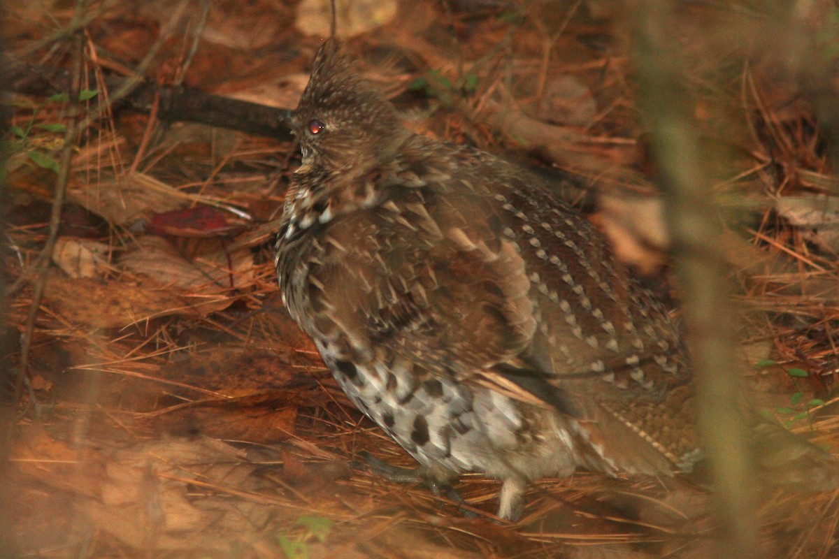 Ruffed Grouse - Larry Therrien