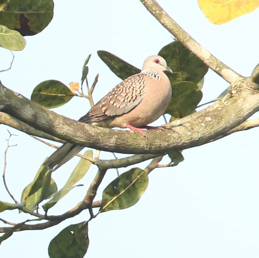 Spotted Dove - ML128110751