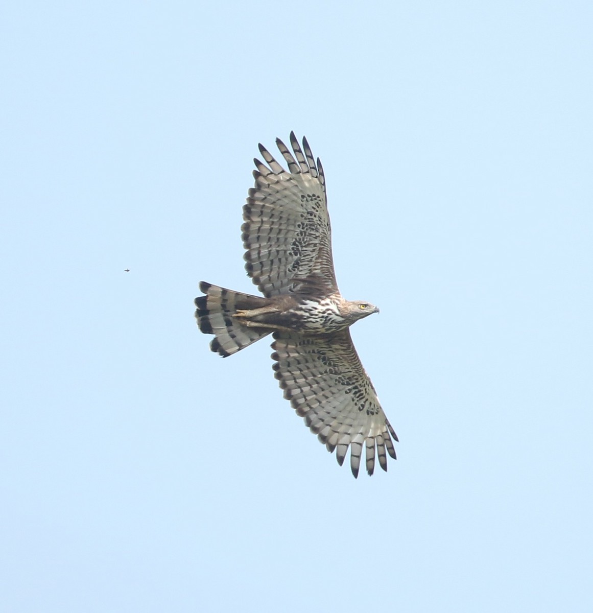 Changeable Hawk-Eagle (Crested) - Savio Fonseca (www.avocet-peregrine.com)