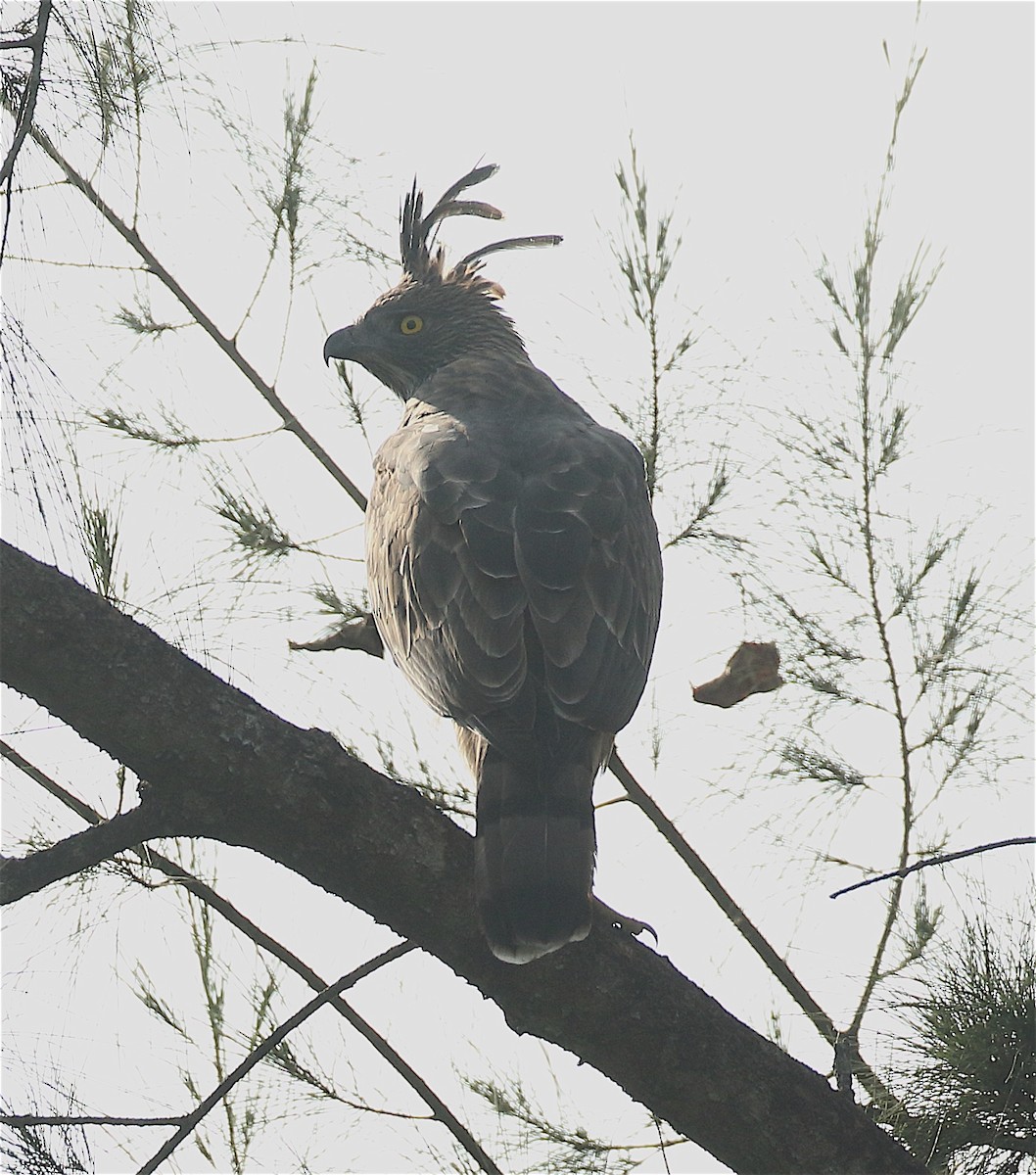 Изменчивый хохлатый орёл (cirrhatus/ceylanensis) - ML128111291
