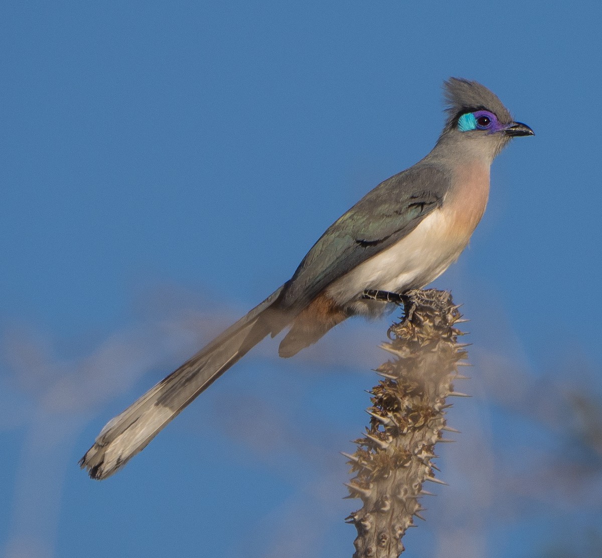 Crested Coua - James Moore
