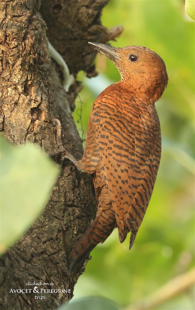 Rufous Woodpecker - ML128112021