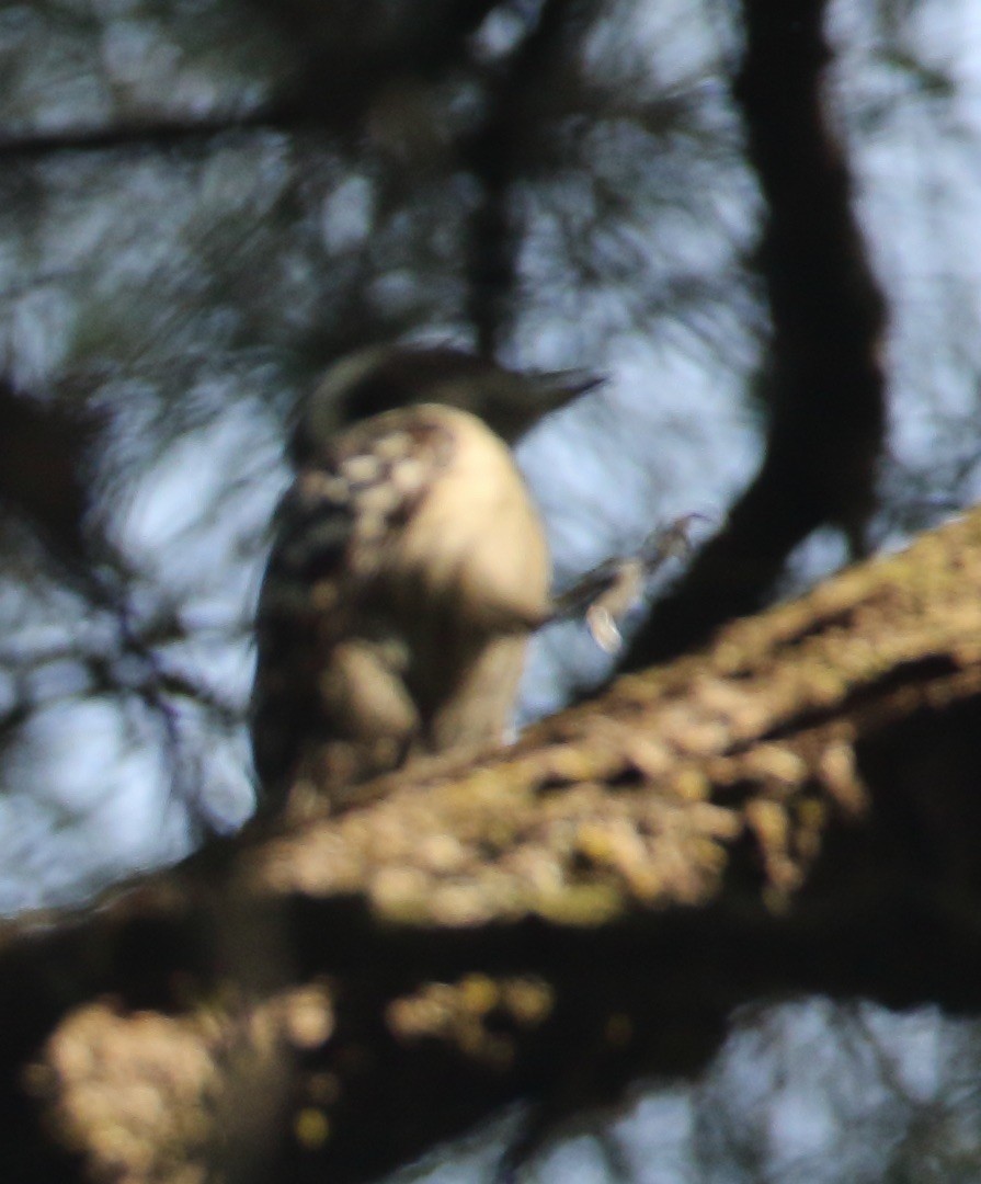Brown-capped Pygmy Woodpecker - ML128113271