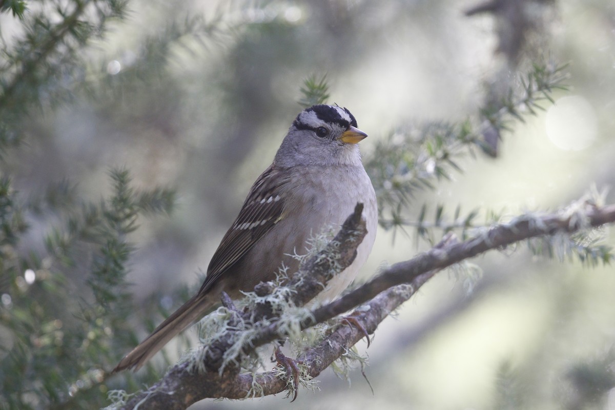 White-crowned Sparrow - ML128114141