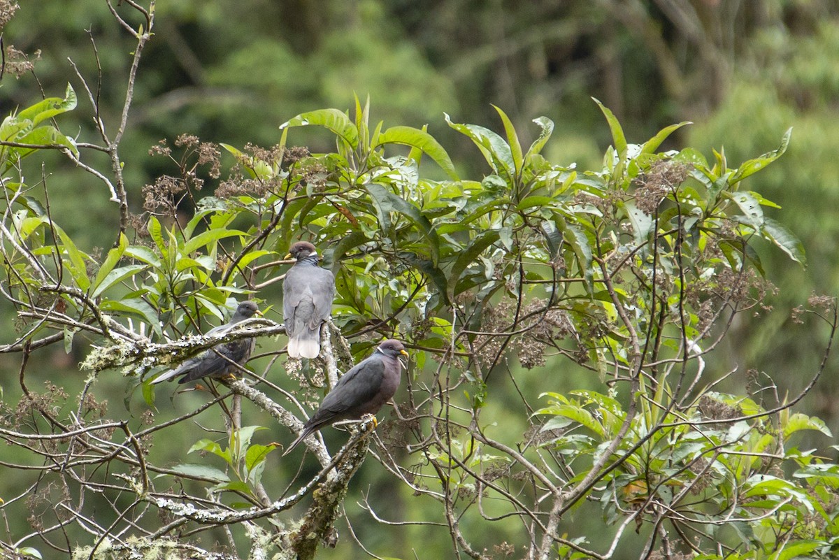 Band-tailed Pigeon - ML128114221