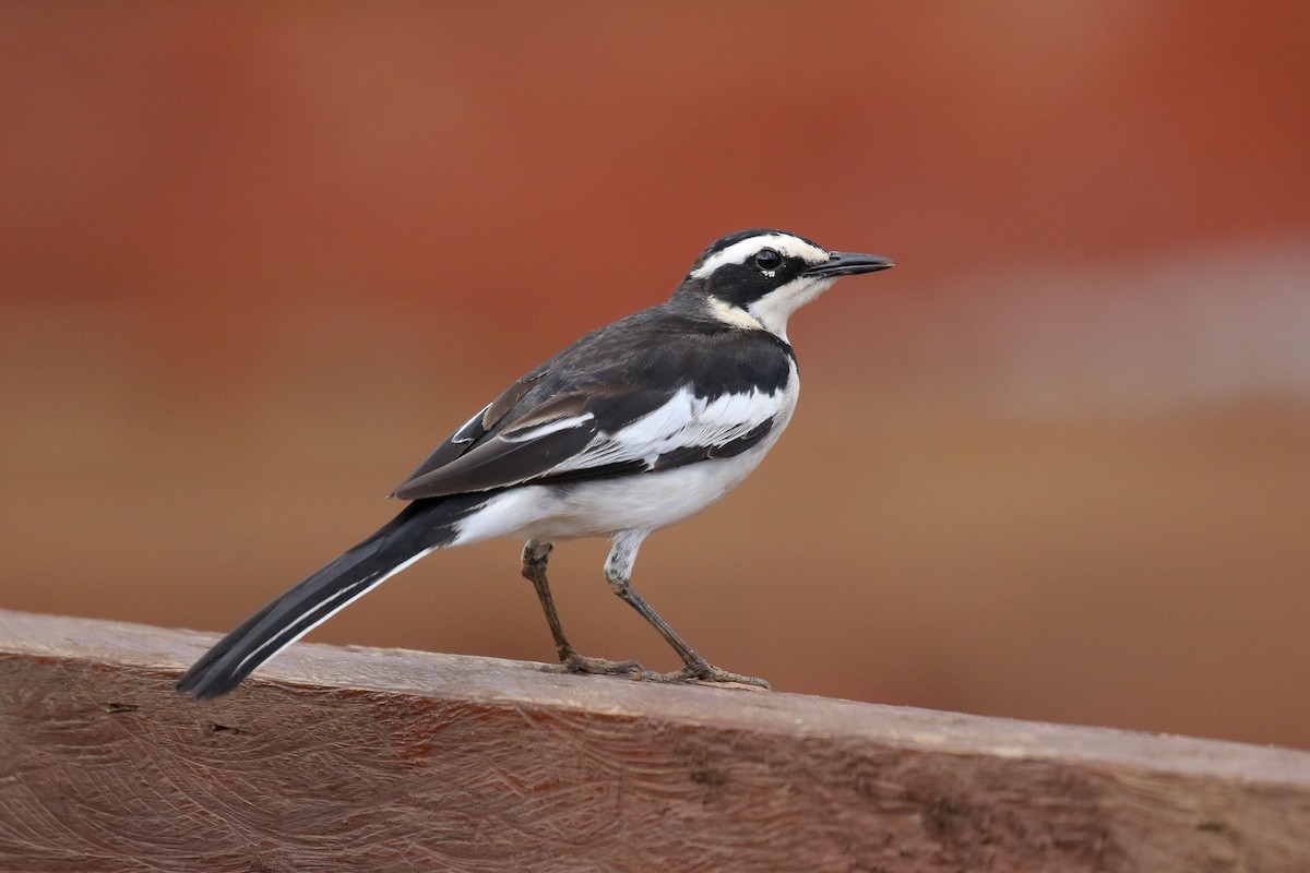 African Pied Wagtail - Michael O'Brien