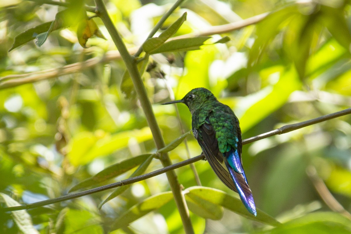Long-tailed Sylph - ML128116561