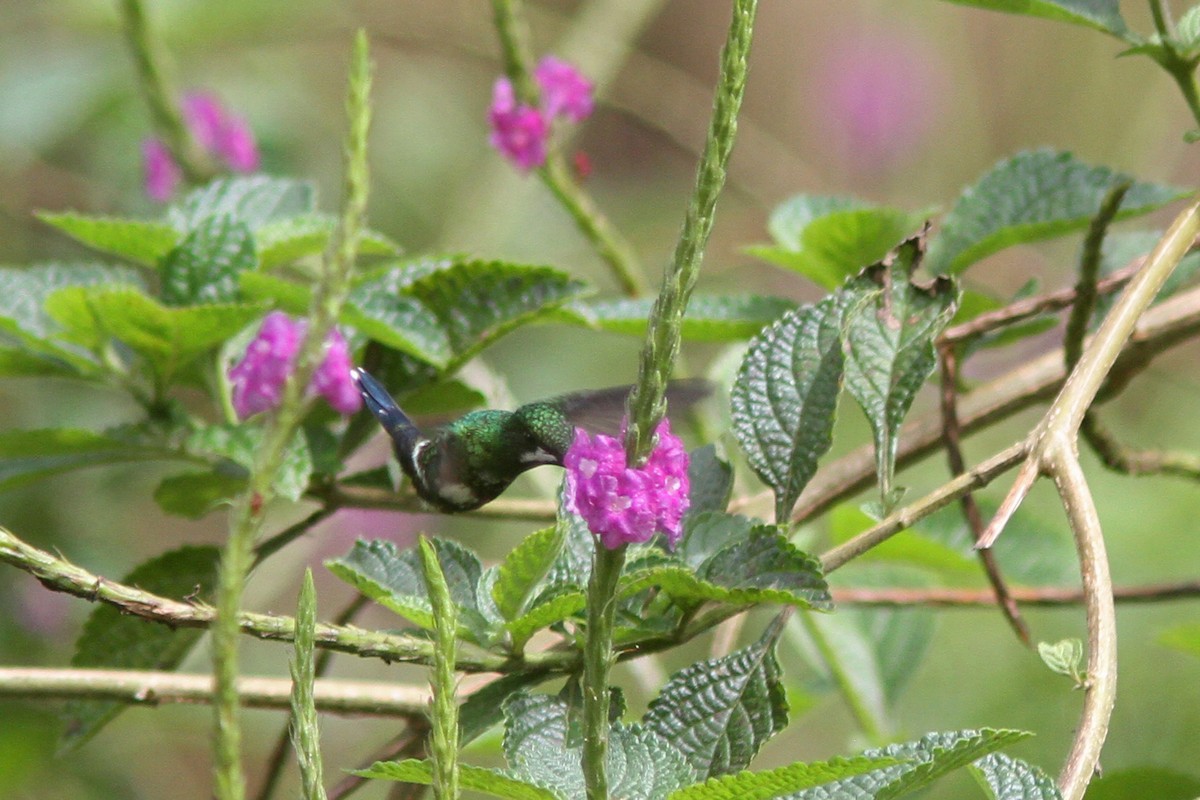 Green Thorntail - Larry Therrien