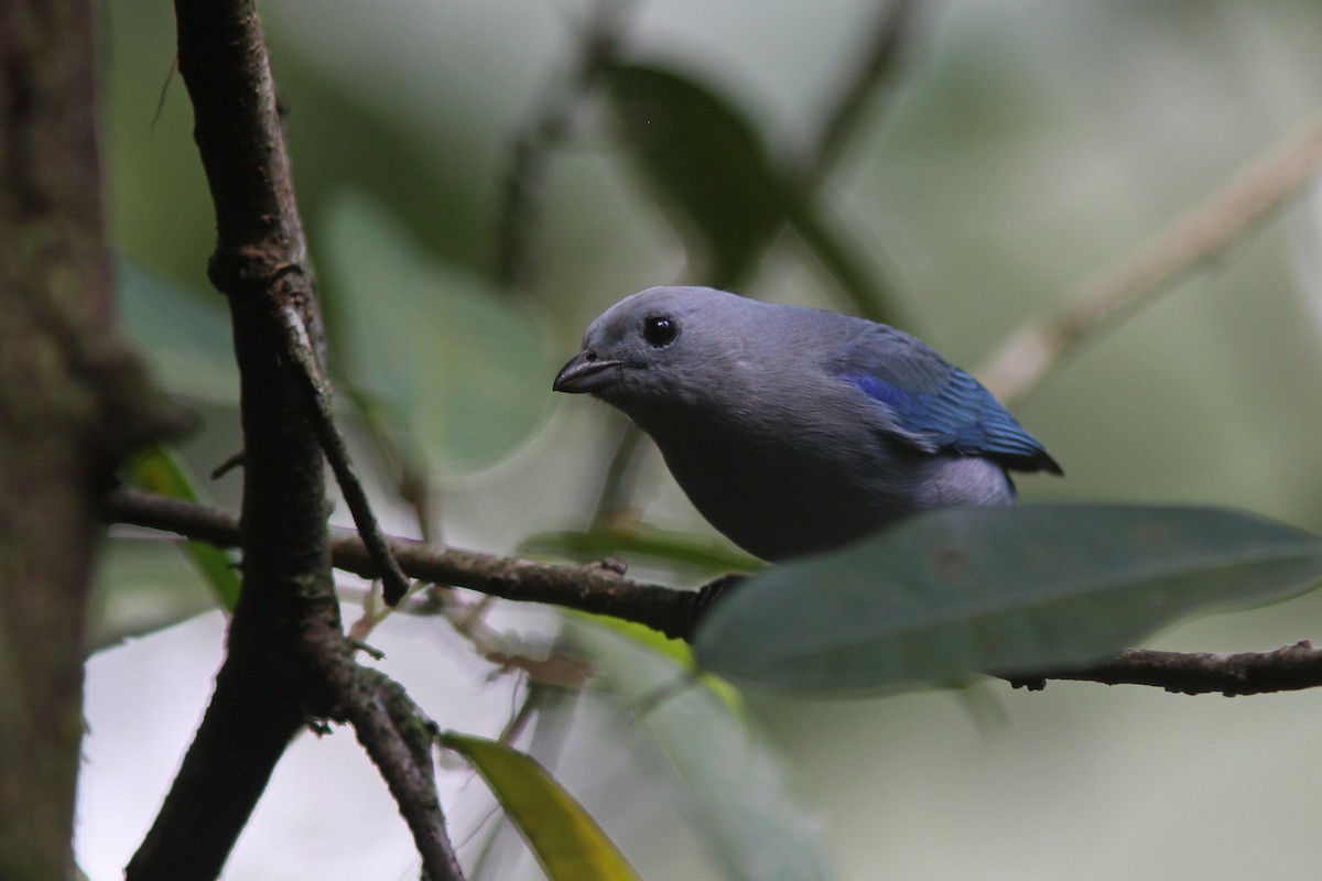 Blue-gray Tanager - ML128121271