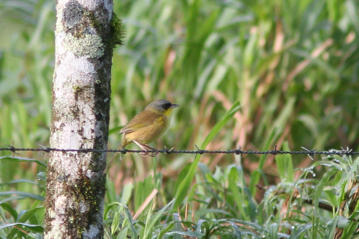 Gray-crowned Yellowthroat - Larry Therrien