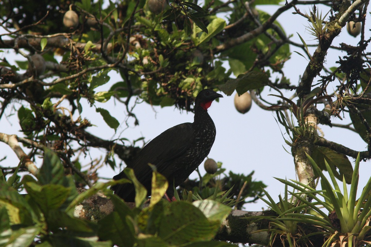 Crested Guan - ML128121641