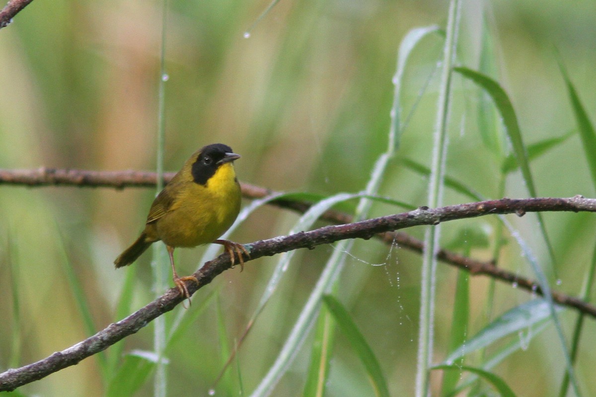 Olive-crowned Yellowthroat (Baird's) - ML128121671