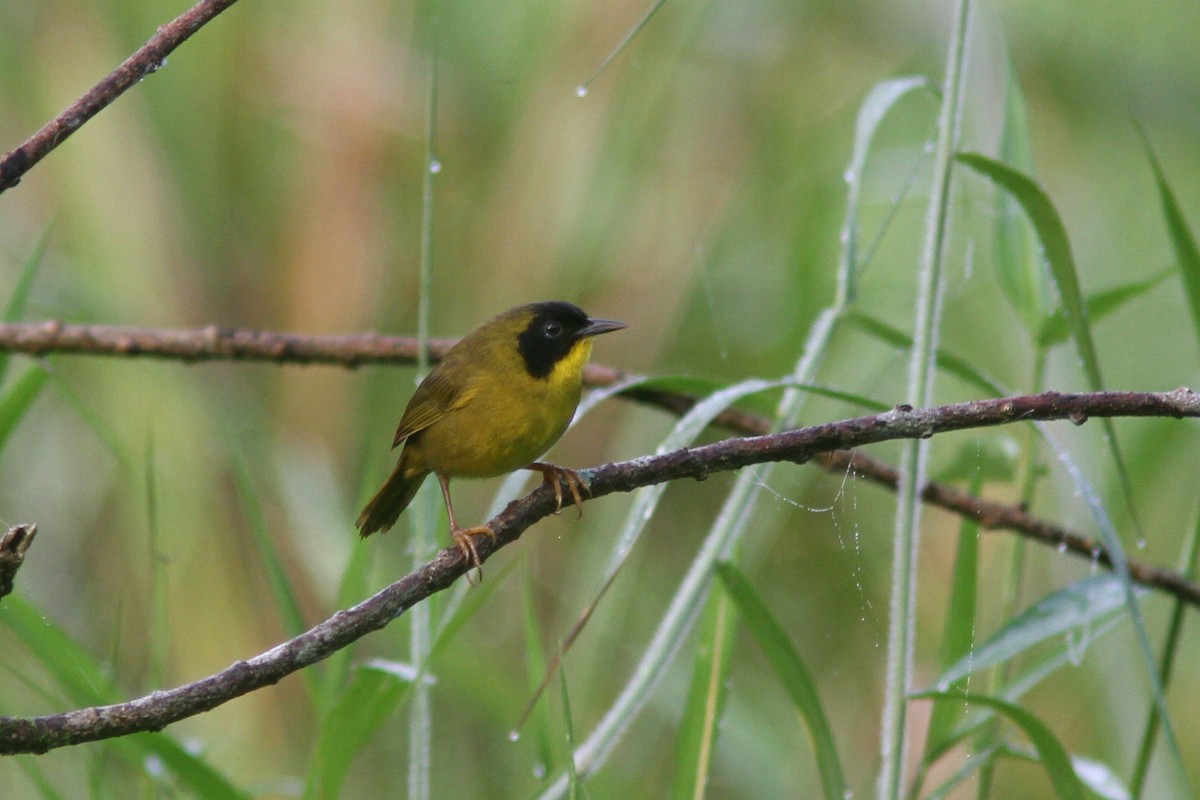 Olive-crowned Yellowthroat (Baird's) - ML128121741