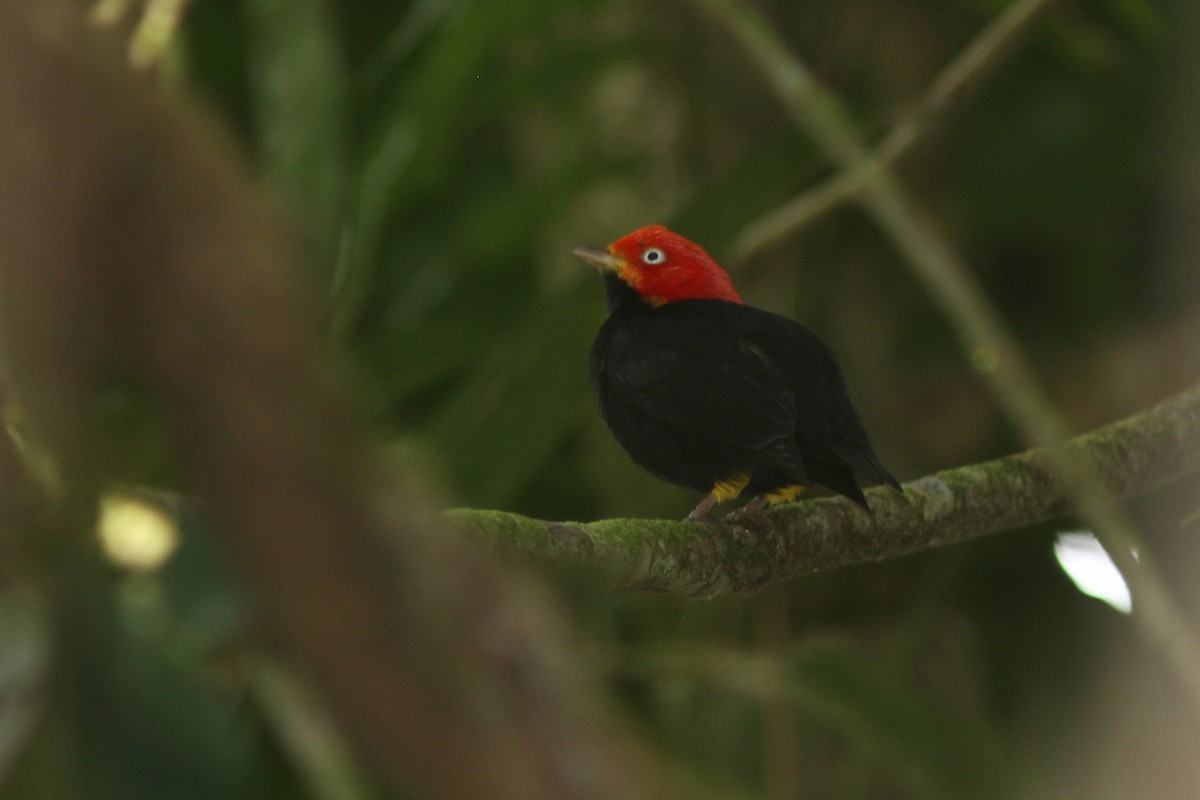 Red-capped Manakin - Larry Therrien