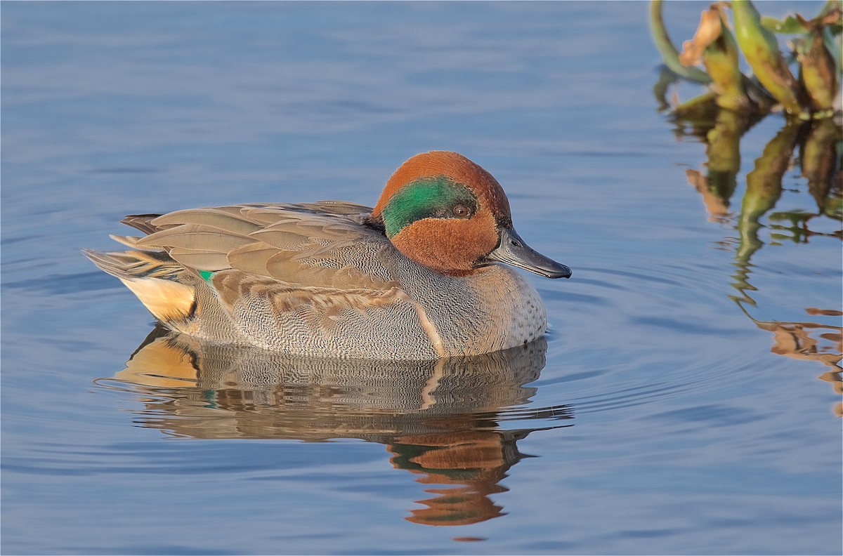 Green-winged Teal - ML128123741