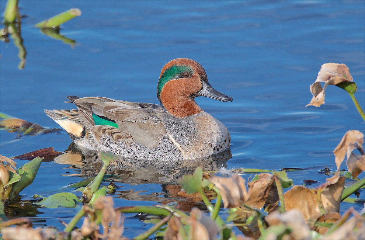 Green-winged Teal - ML128123761