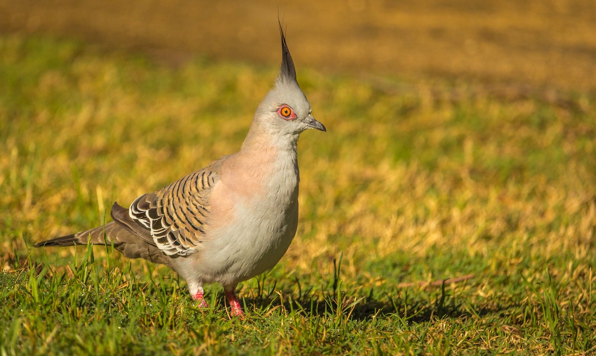 Crested Pigeon - ML128126871