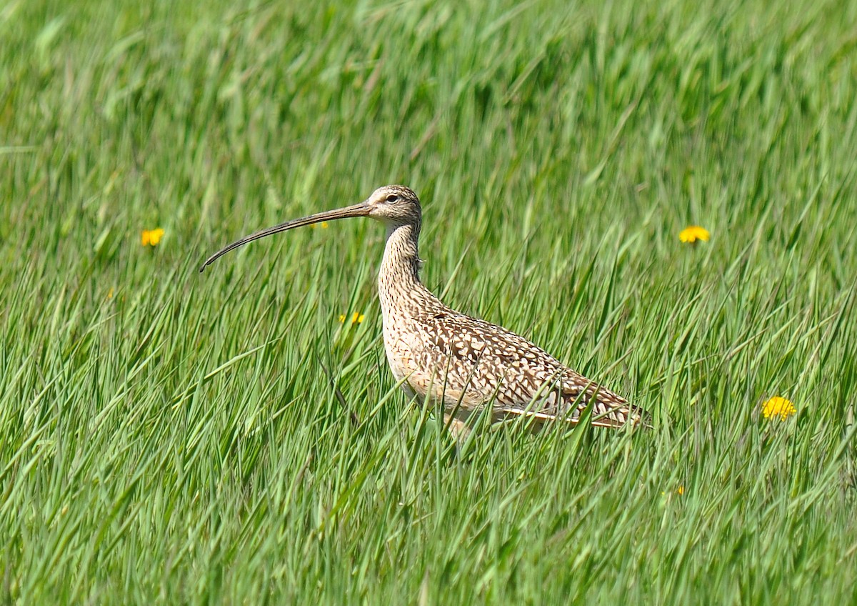 Long-billed Curlew - Ryan O'Donnell
