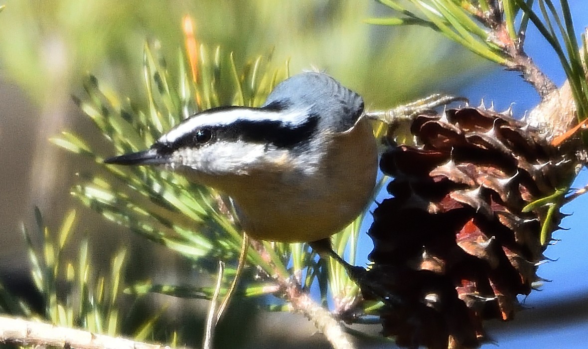 Red-breasted Nuthatch - ML128129191
