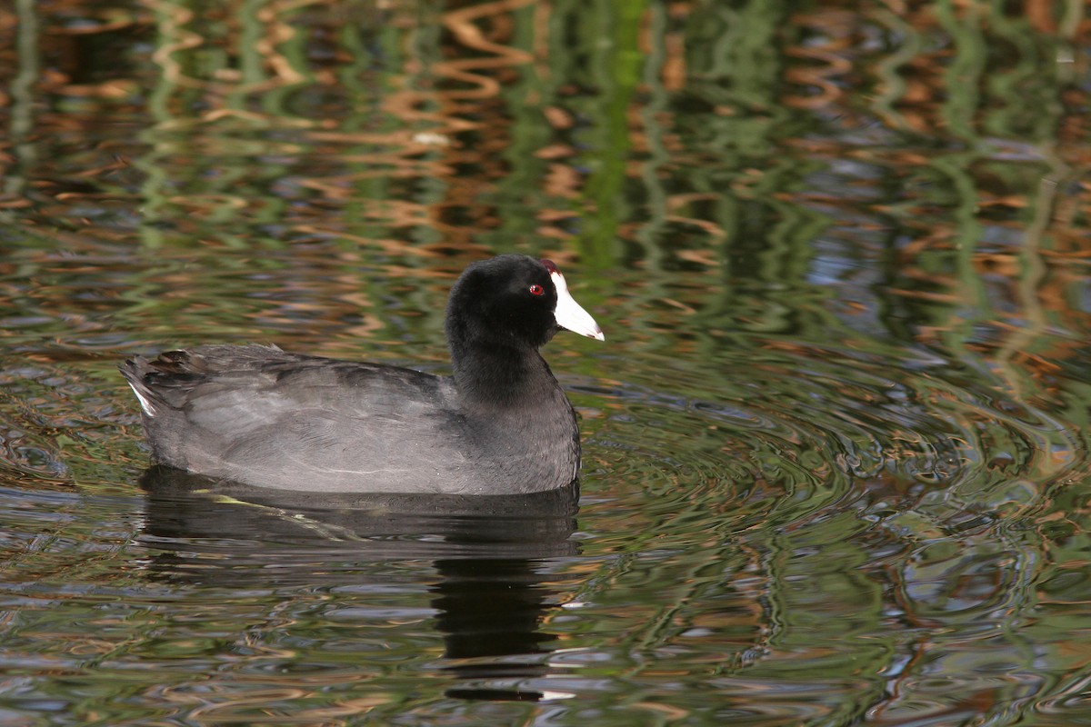 American Coot (Red-shielded) - ML128131271