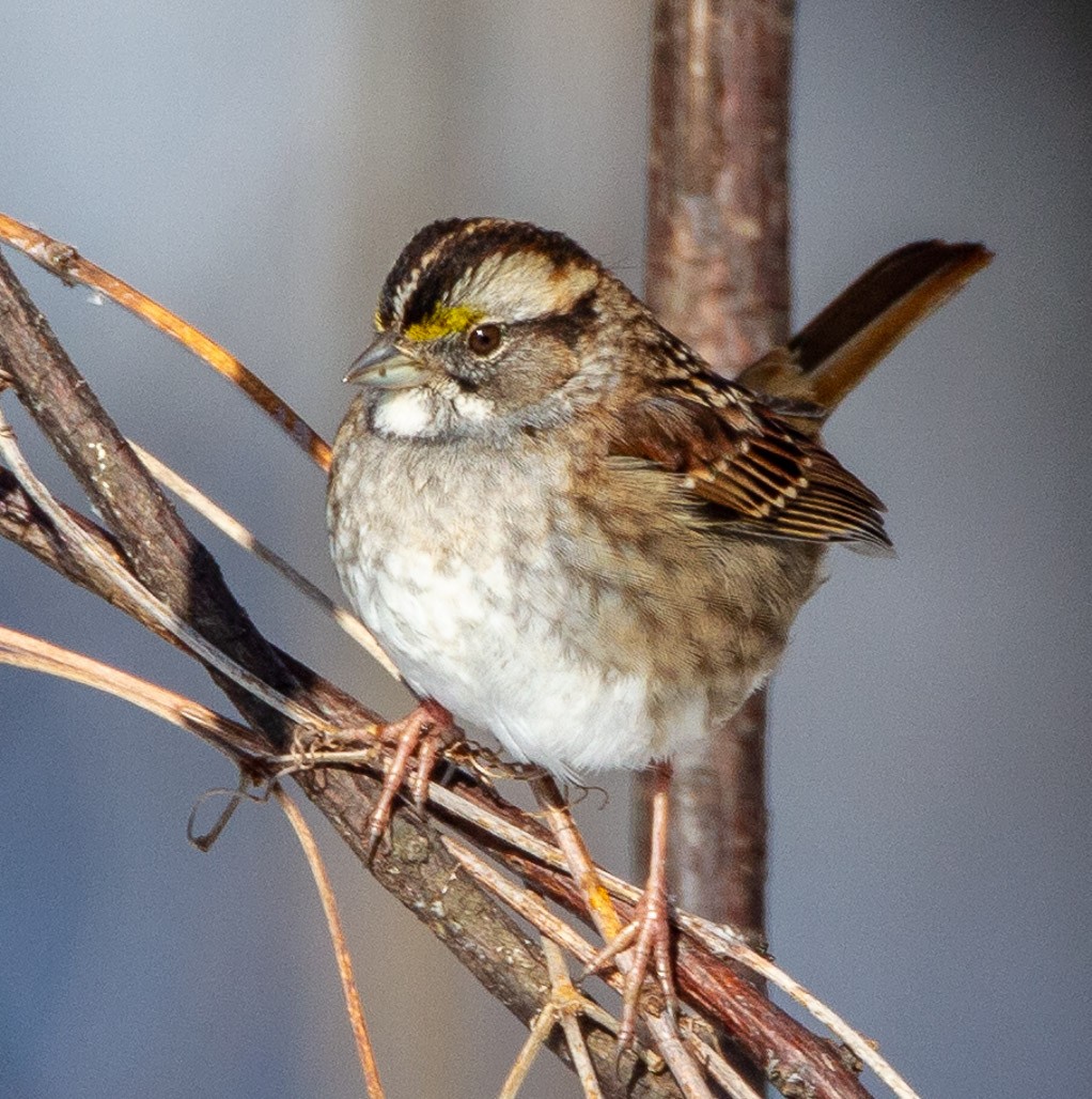 White-throated Sparrow - ML128137571