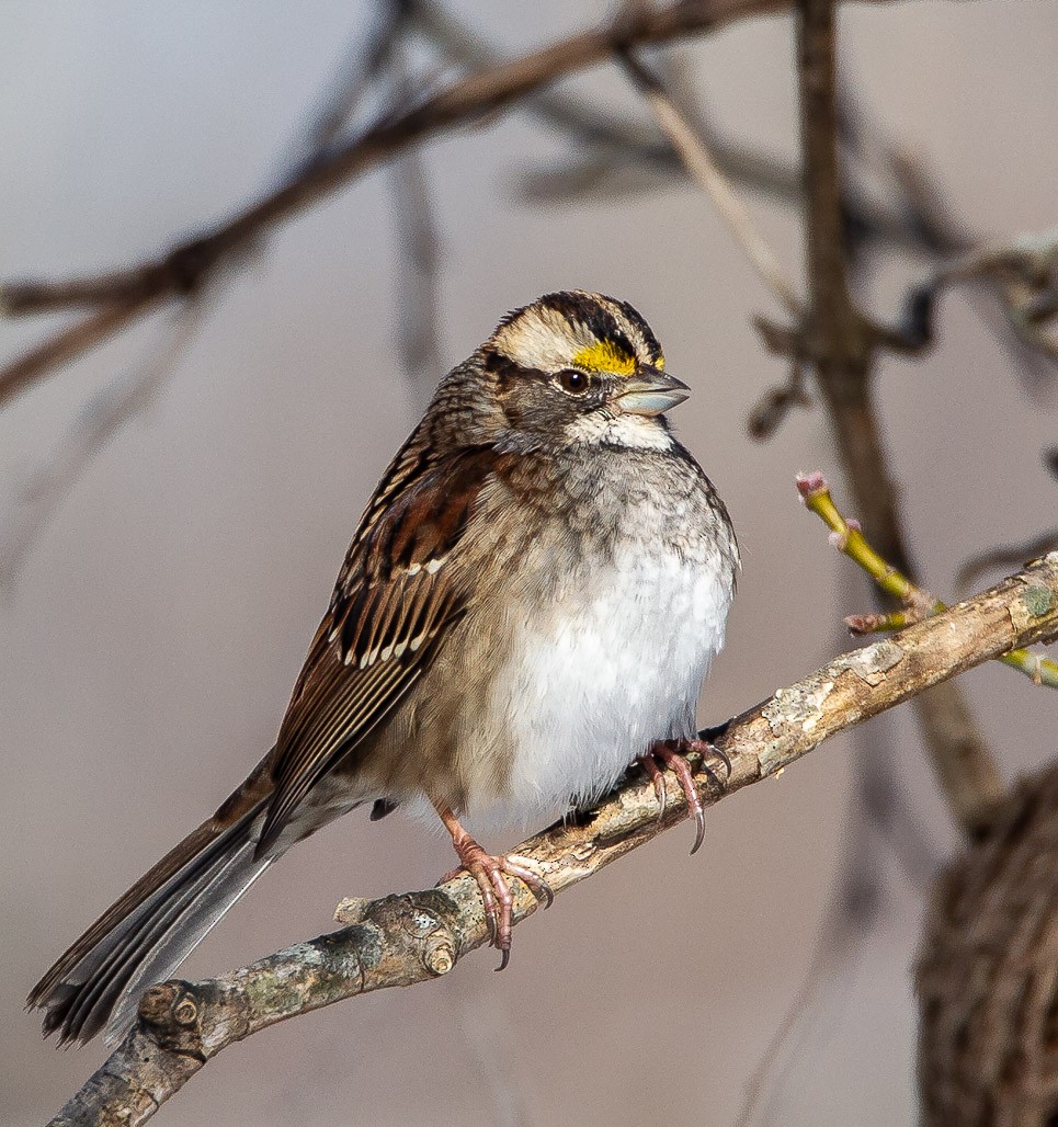 White-throated Sparrow - ML128137581