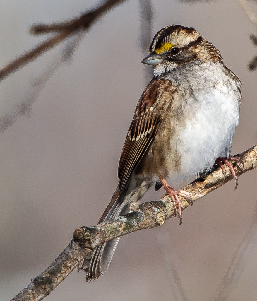 White-throated Sparrow - ML128137591