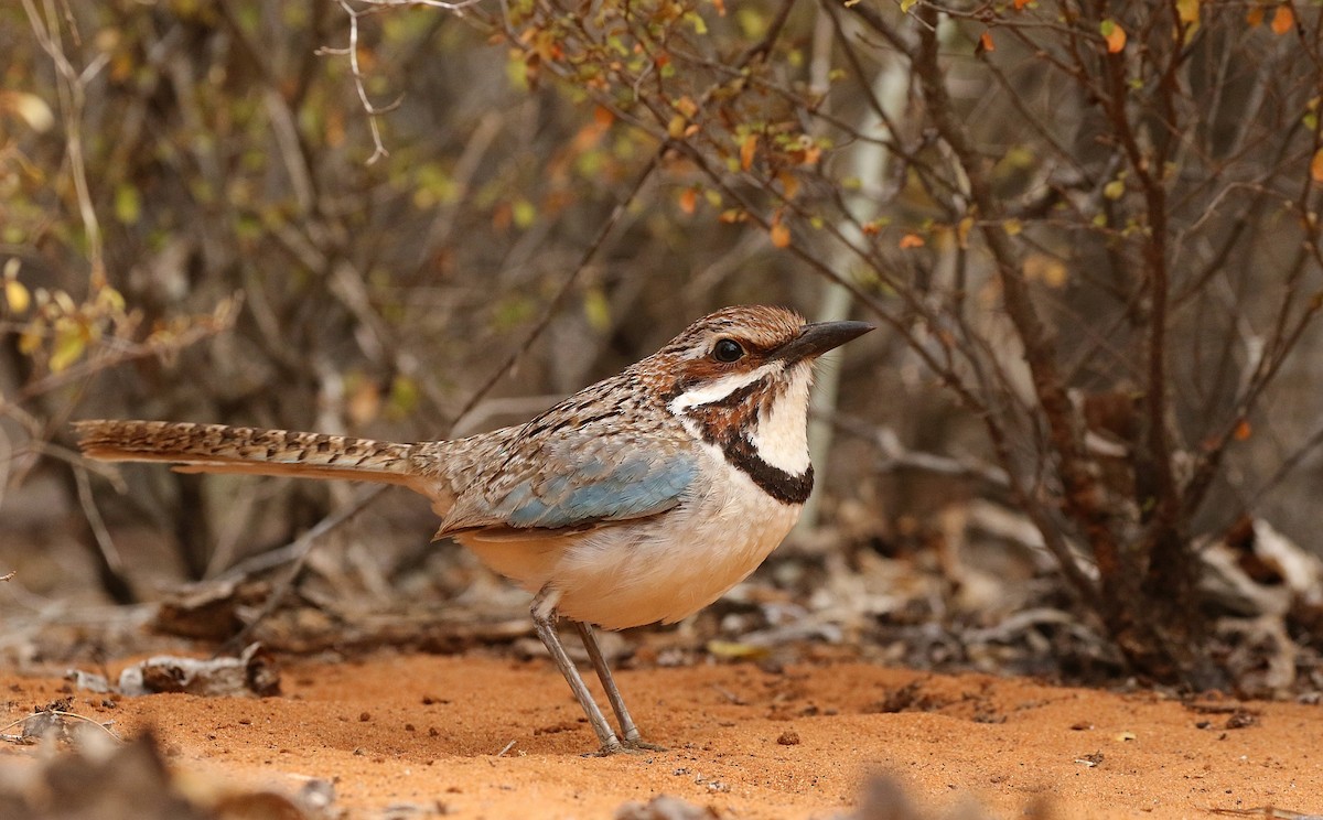 Long-tailed Ground-Roller - Carlos Sanchez