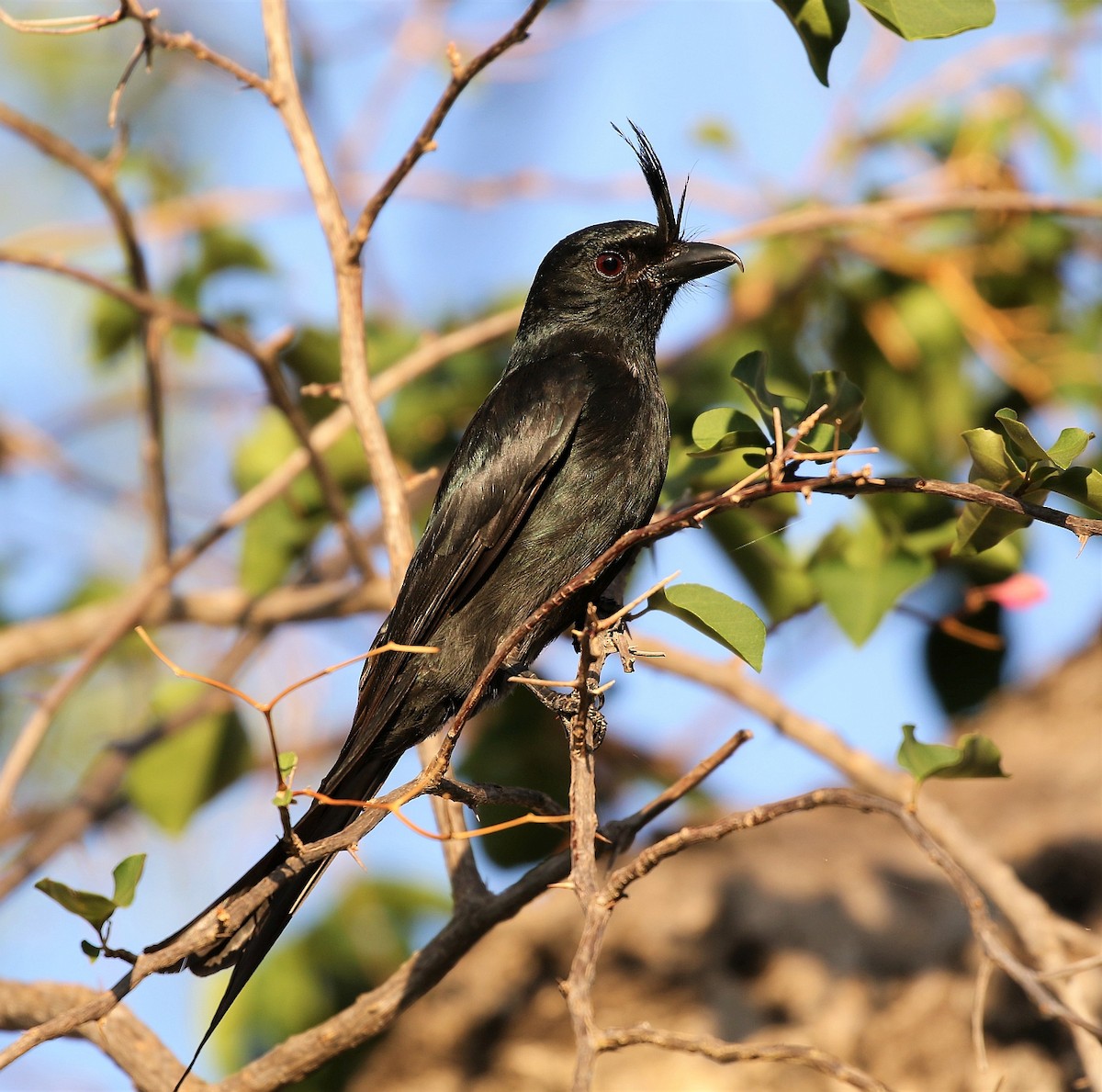 Crested Drongo - ML128138731