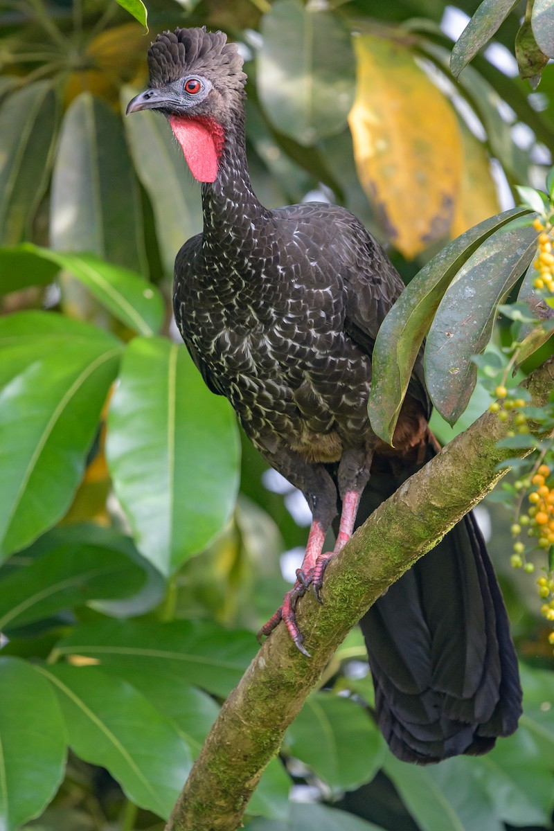 Crested Guan - ML128140361