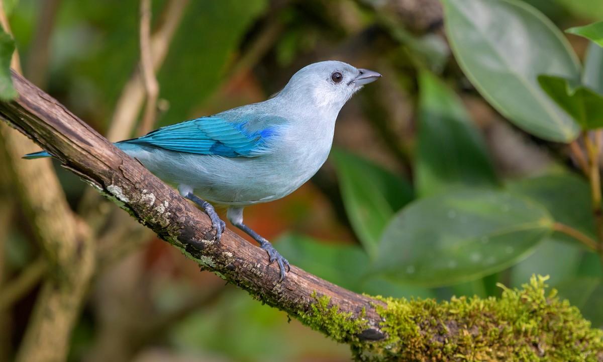 Blue-gray Tanager - ML128140621