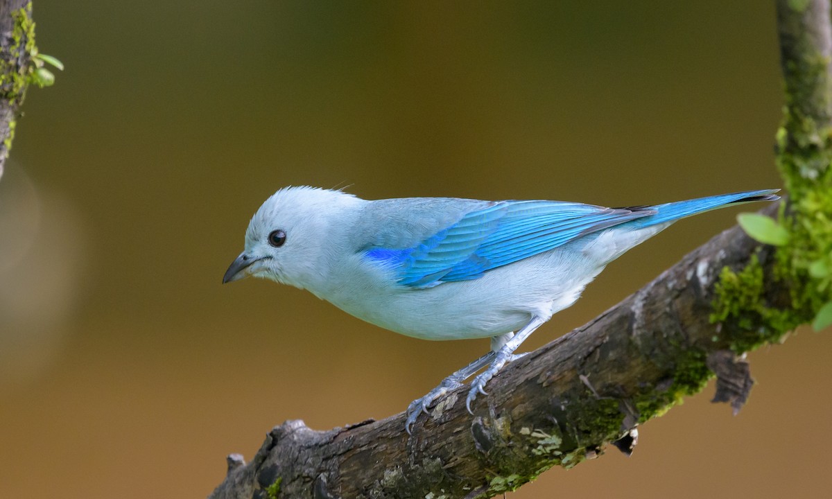 Blue-gray Tanager - ML128140631