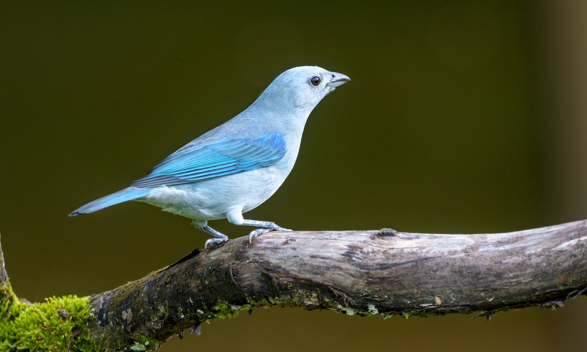 Blue-gray Tanager - ML128140641