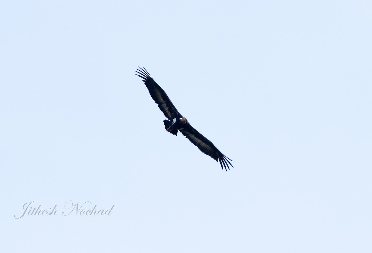 Red-headed Vulture - ML128142721