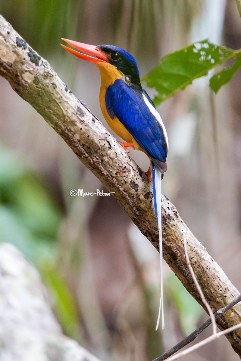 Buff-breasted Paradise-Kingfisher - ML128142781