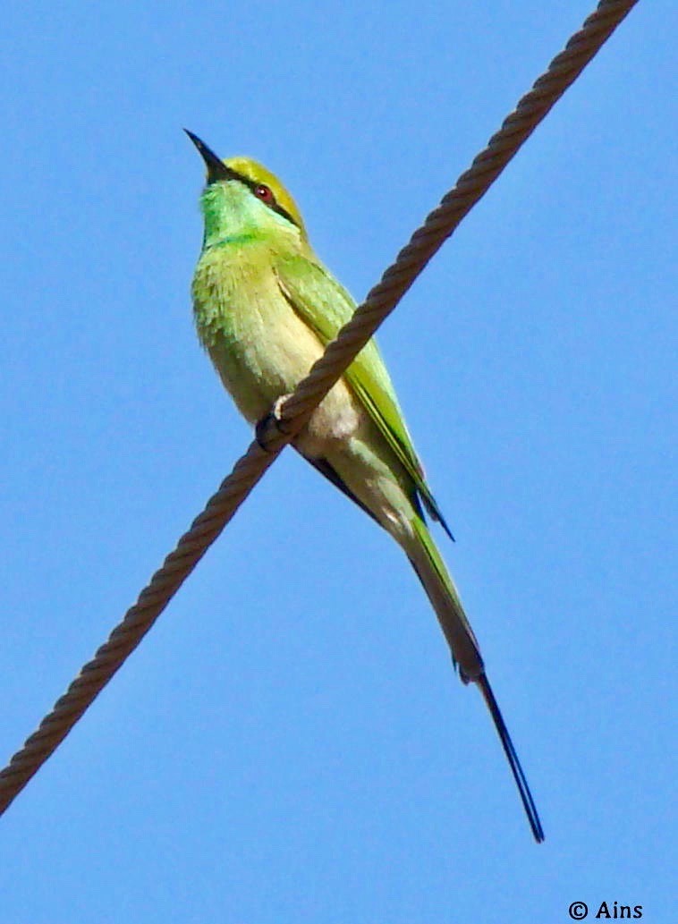 Asian Green Bee-eater - Ains Priestman