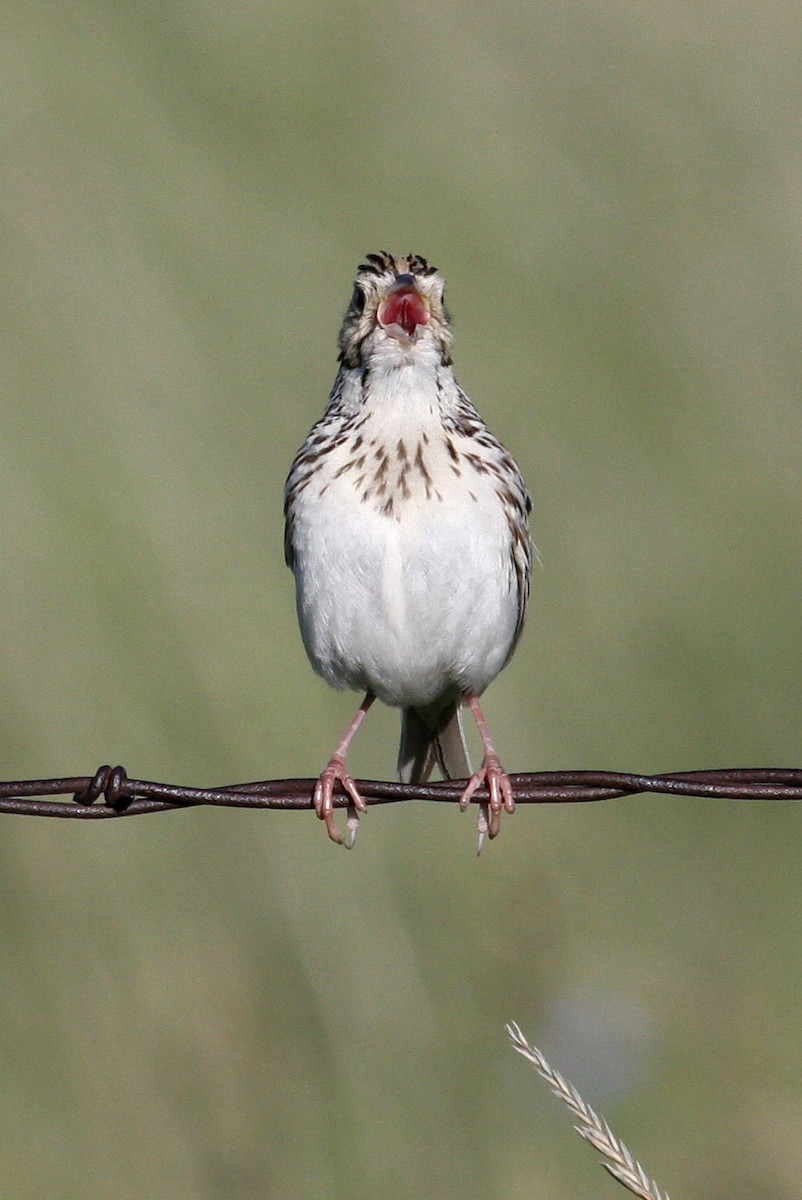 Baird's Sparrow - ML128147261