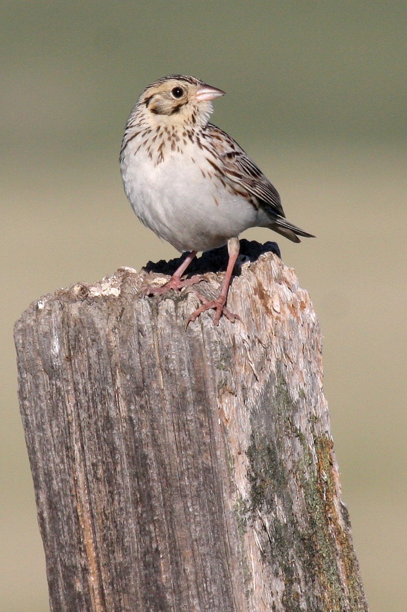 Baird's Sparrow - ML128147271