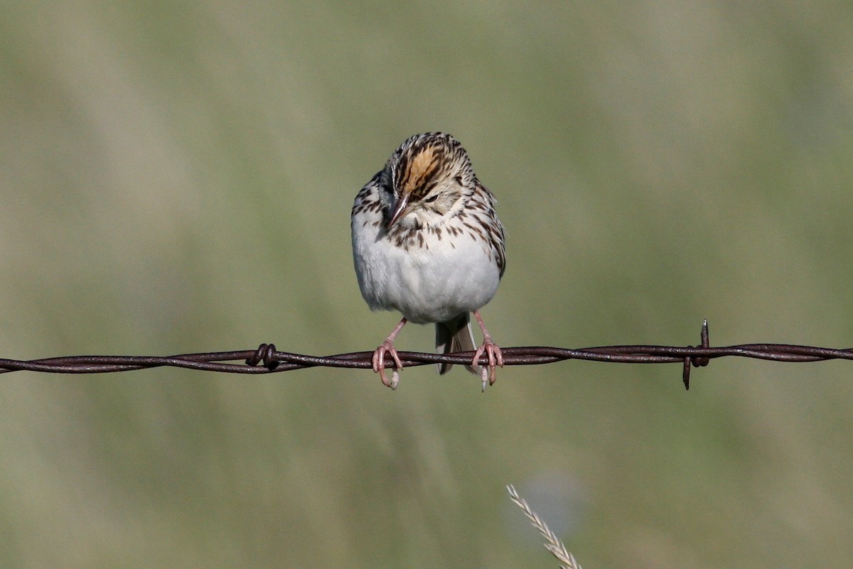 Baird's Sparrow - ML128147301