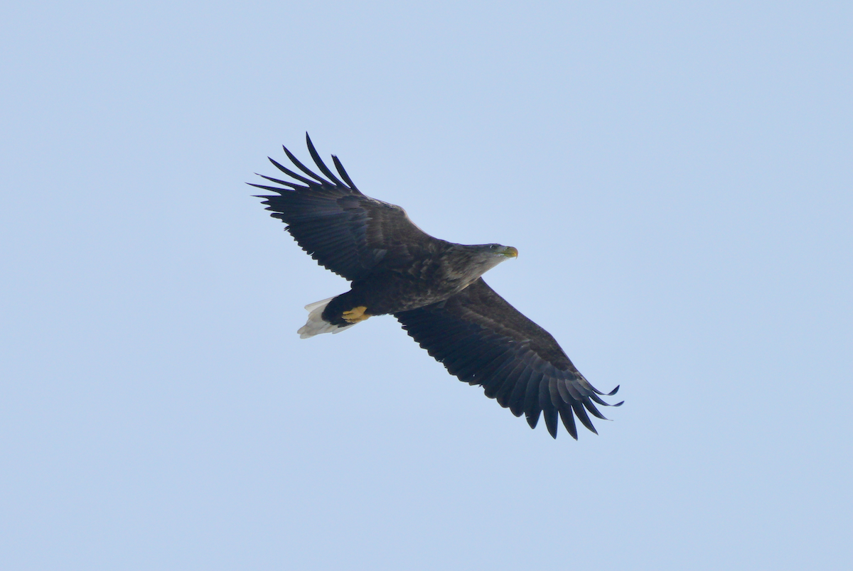 White-tailed Eagle - Niao Pan