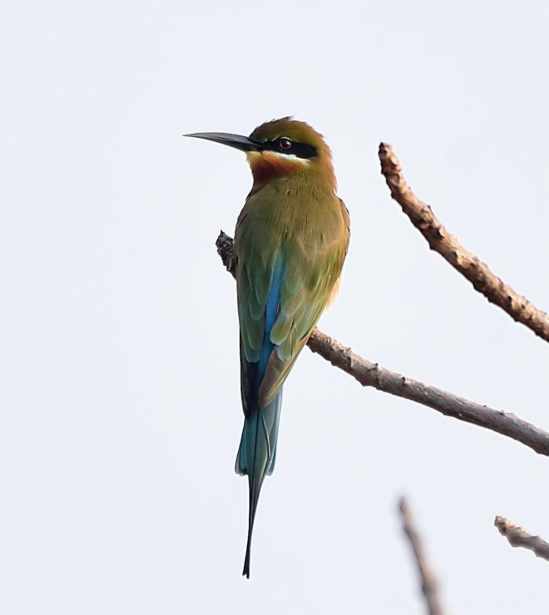 Blue-tailed Bee-eater - ML128148551